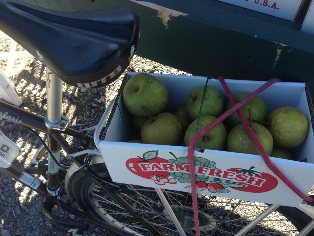 Lake Ontario apples by bike