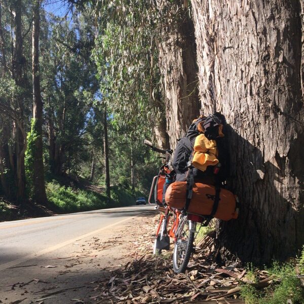 Brompton in eucalyptus grove