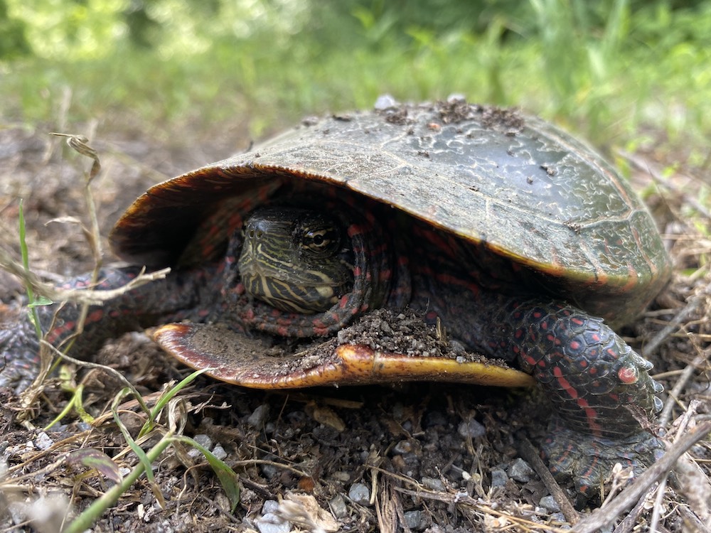 An eastern box turtle on the C&O towpath, June 2022